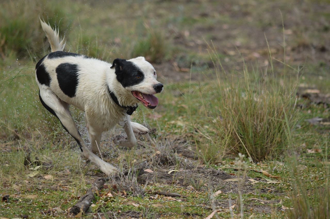 movement animal outdoor free photo