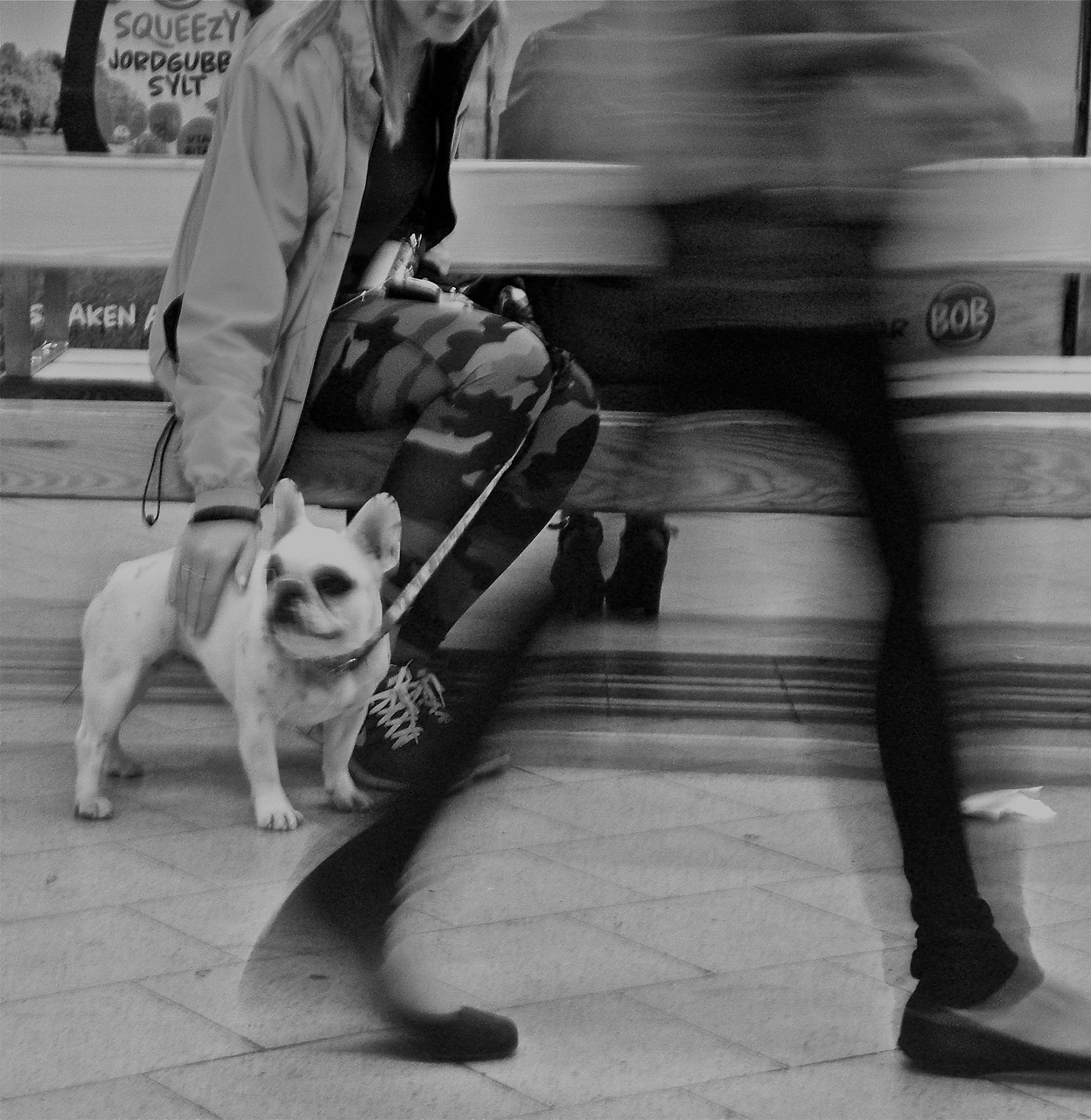 movement dog metro free photo