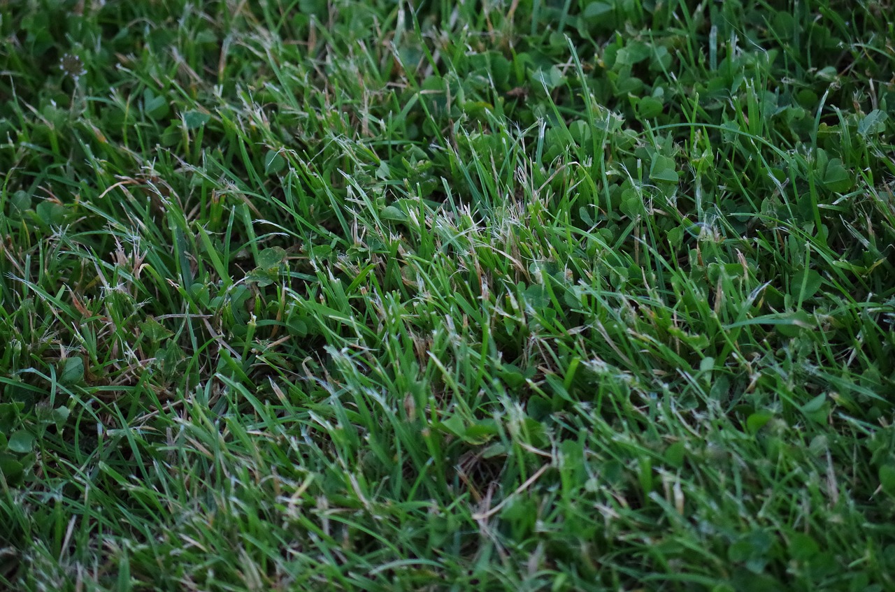 mow grass football free photo