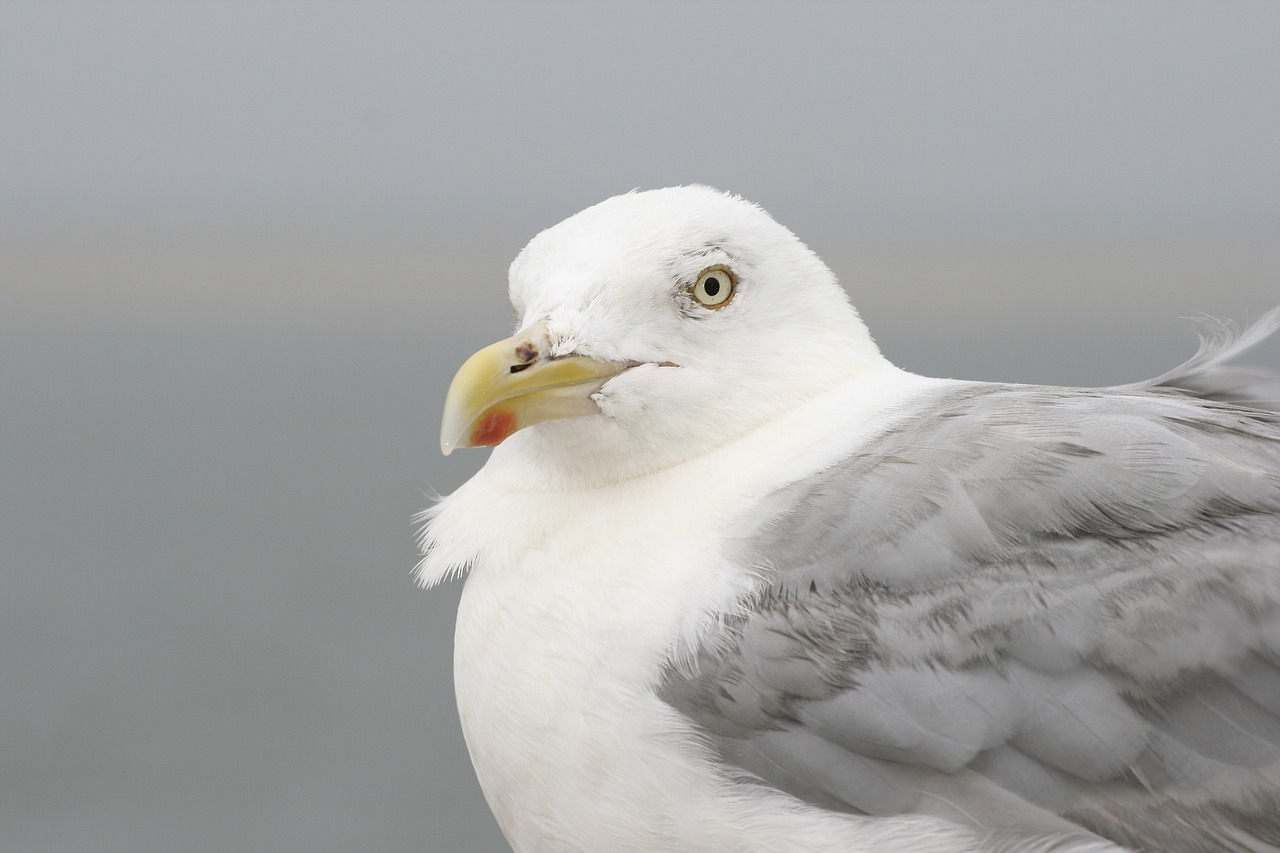 möwe vogel federn free photo