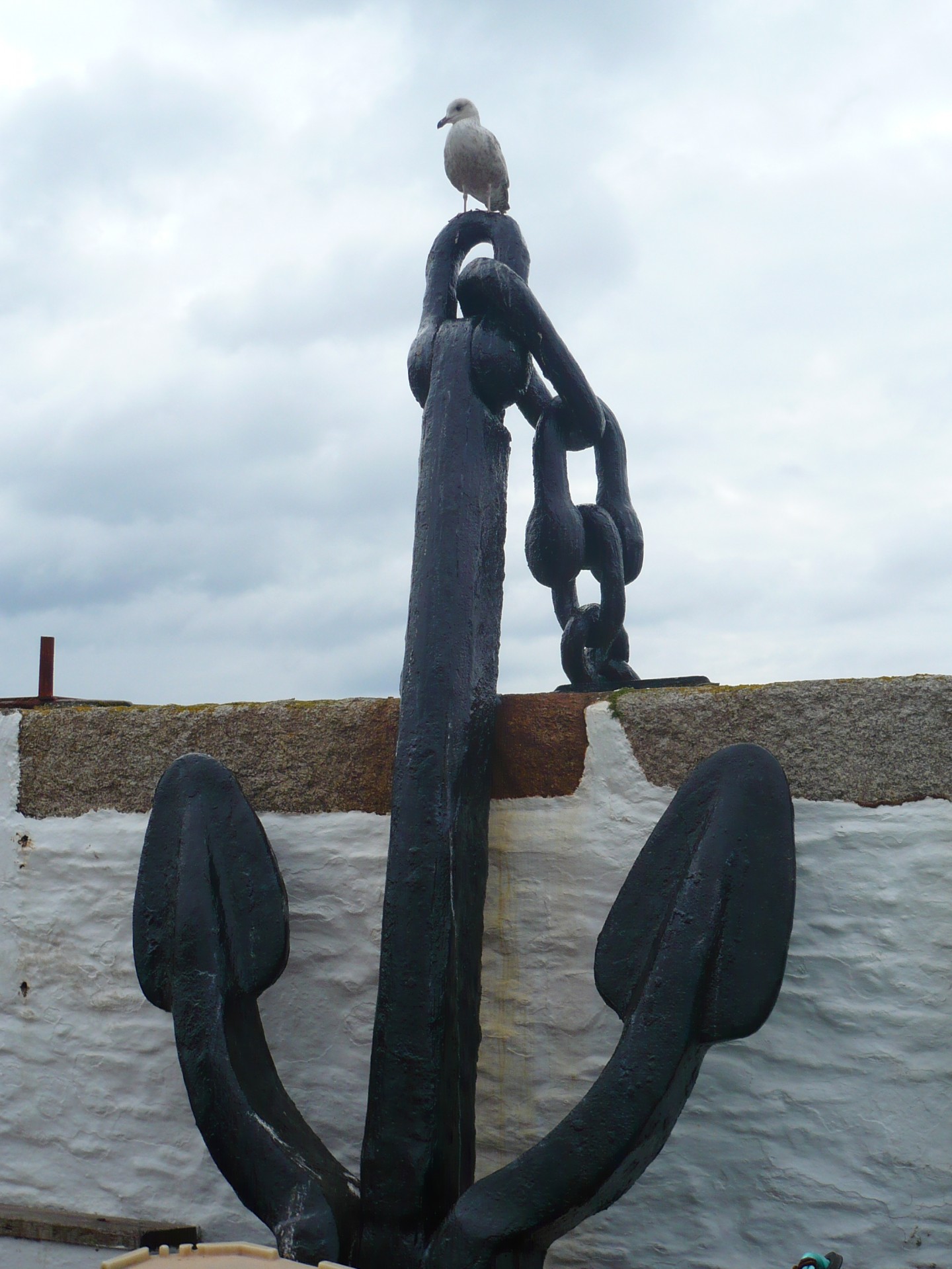 seagull anchor sea free photo