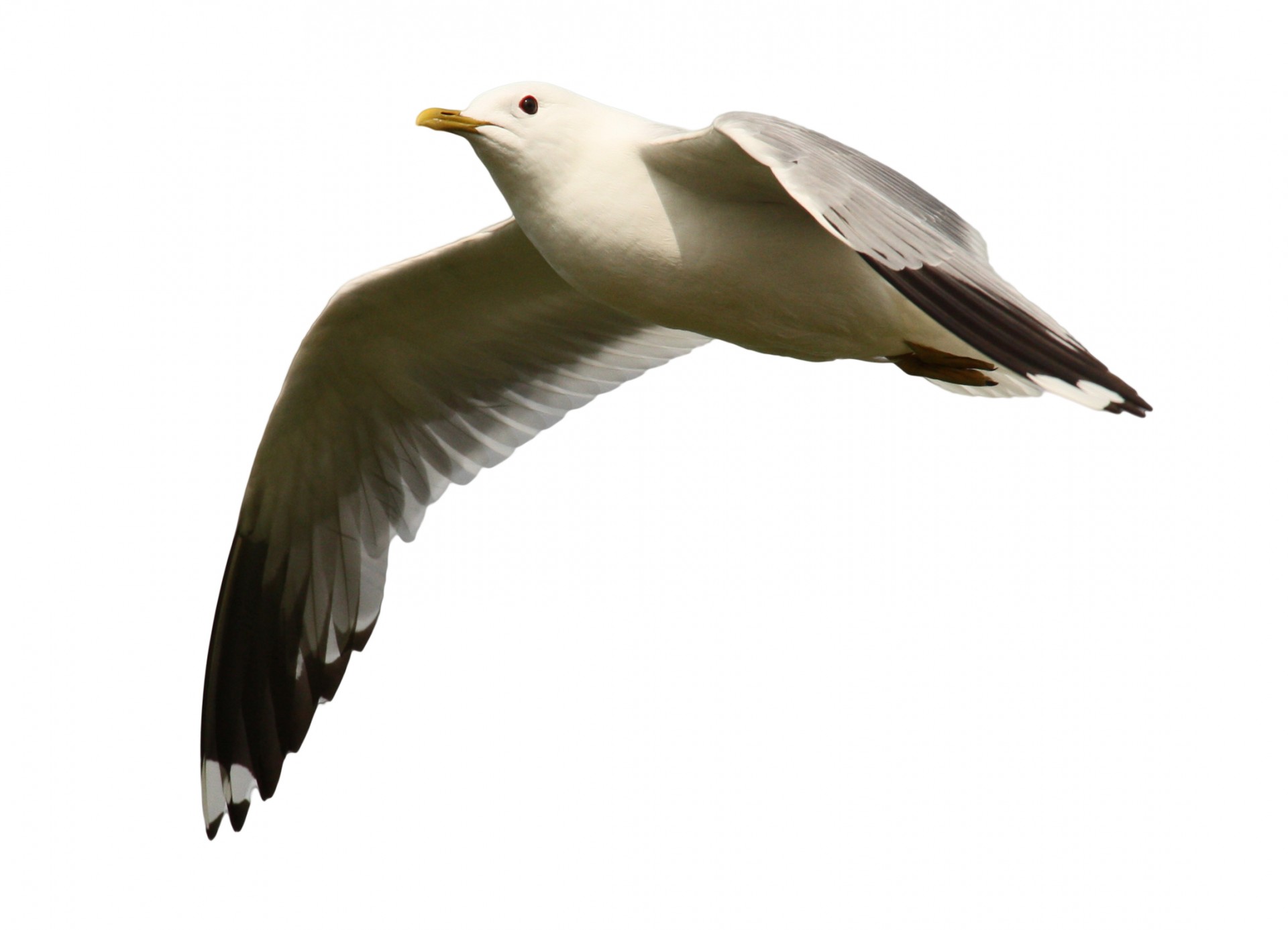 seagull nature flying free photo