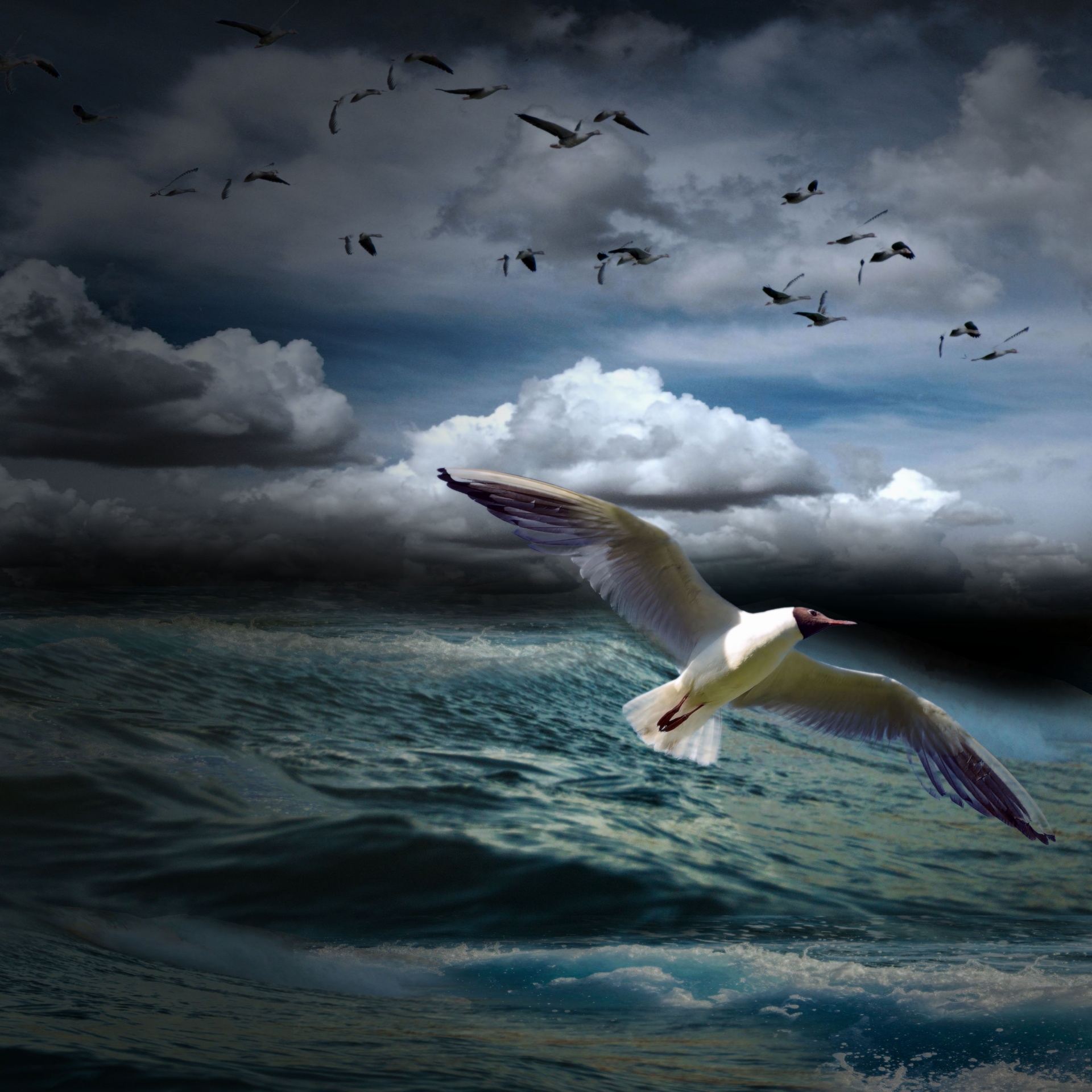 gull sea background free photo