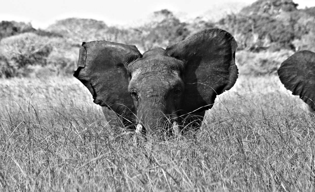 mozambique pontamalongane elephantsanqtuary free photo