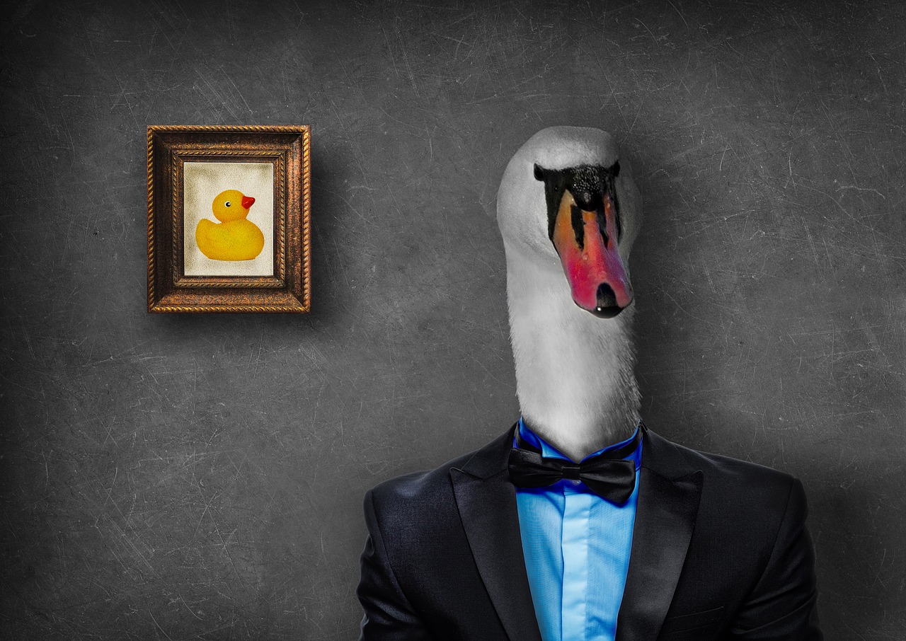 mr  swan  duck free photo