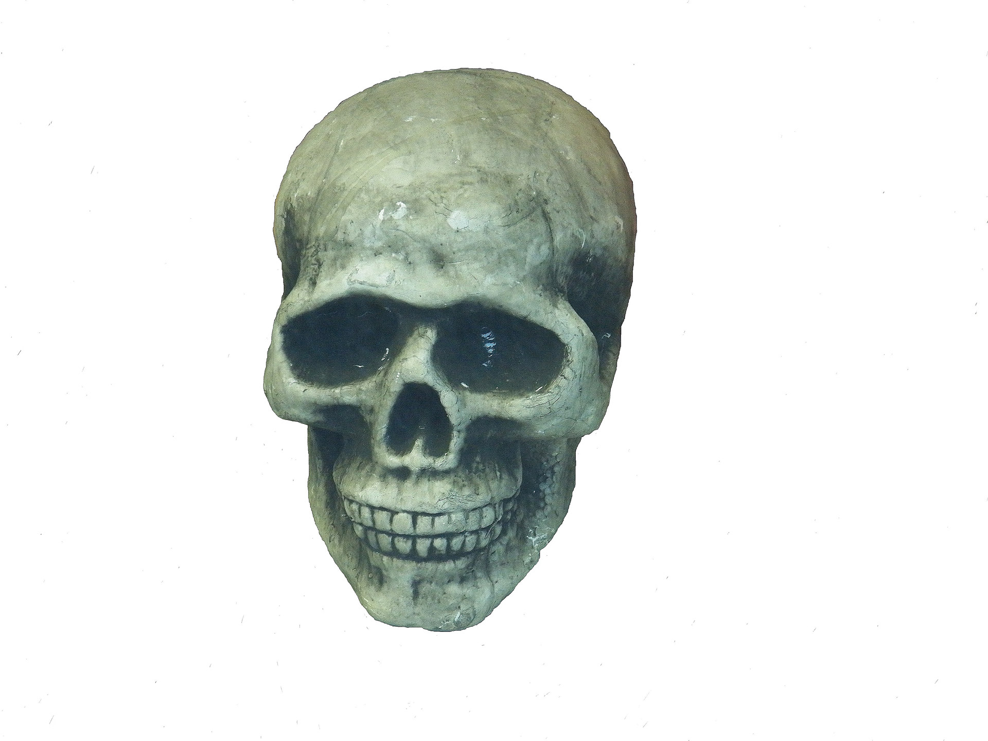 skull skulls bone free photo