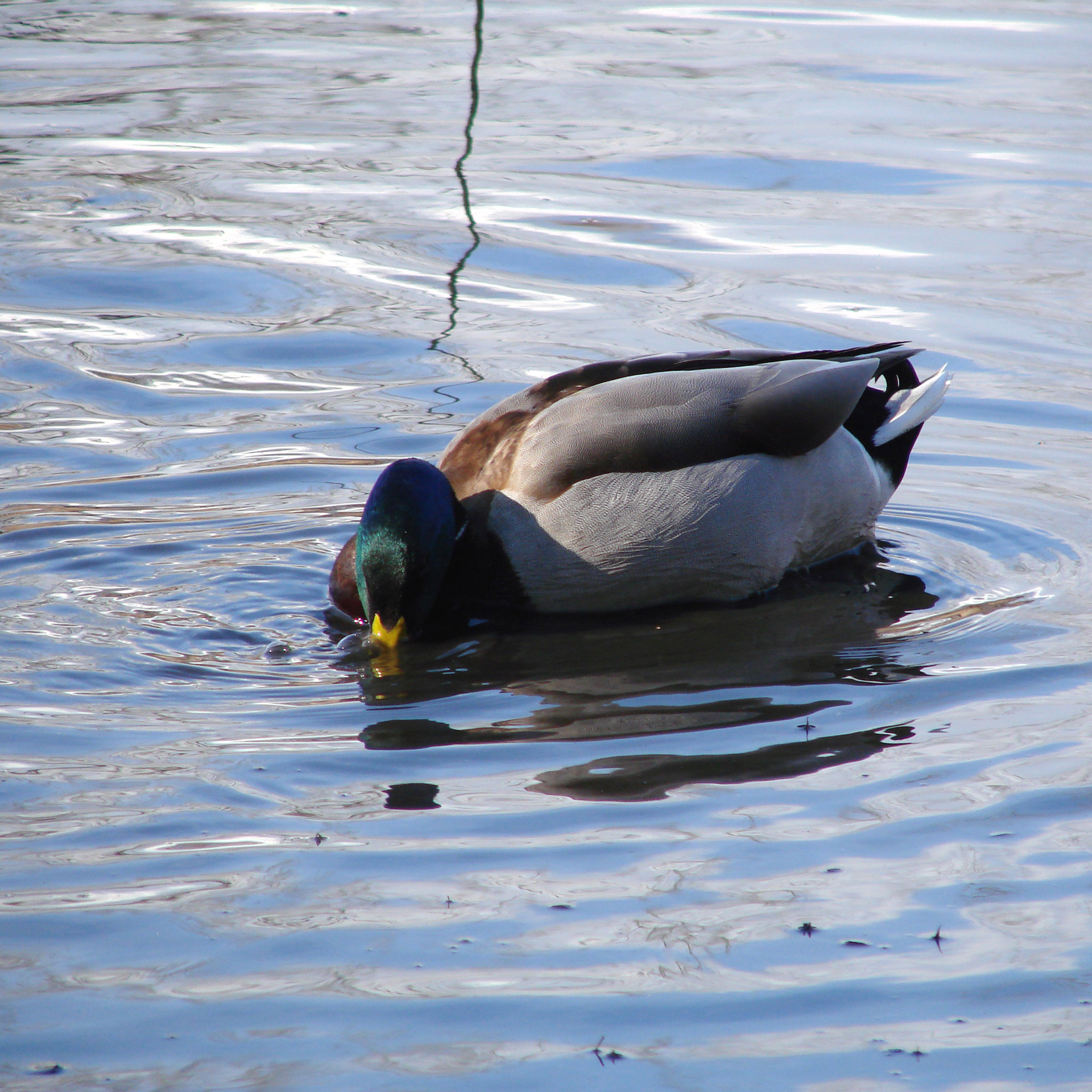 duck male bubbles free photo