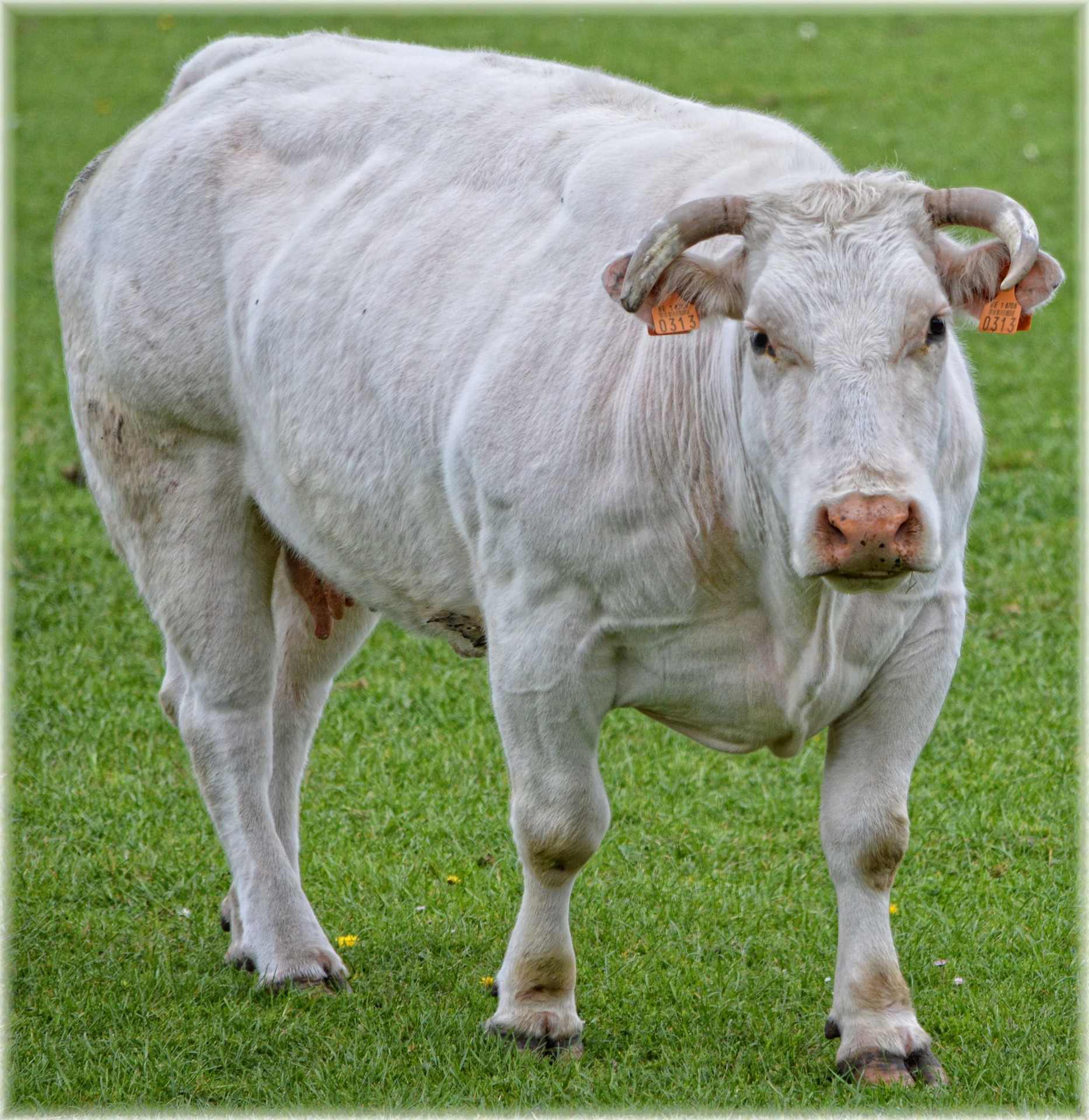 bull farm cow free photo
