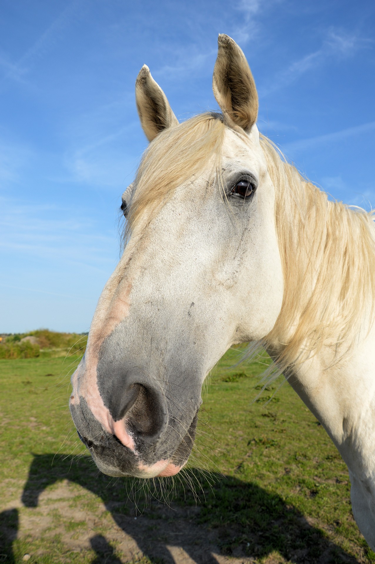 horse pasture grazing free photo