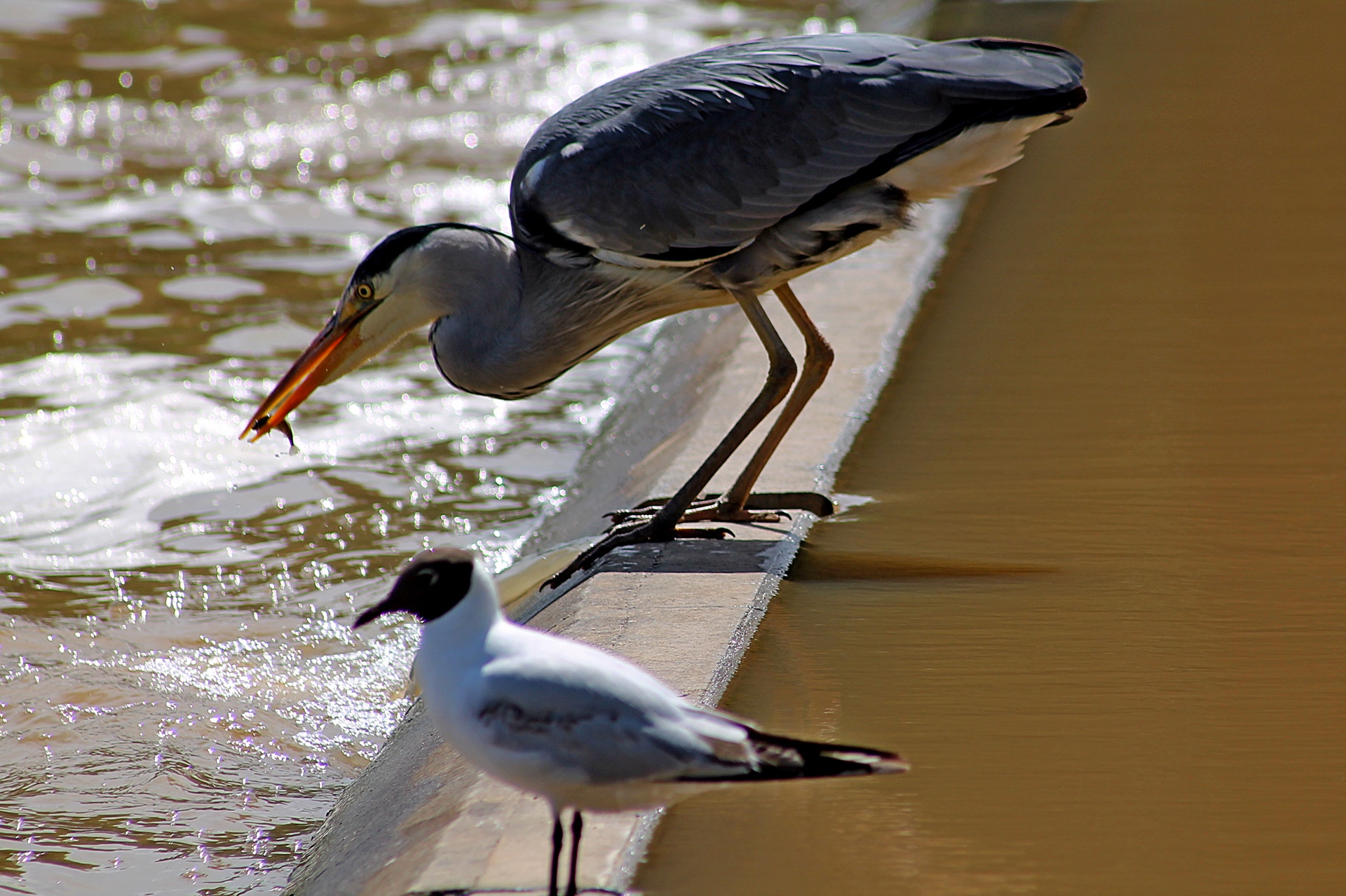 nature heron bird free photo