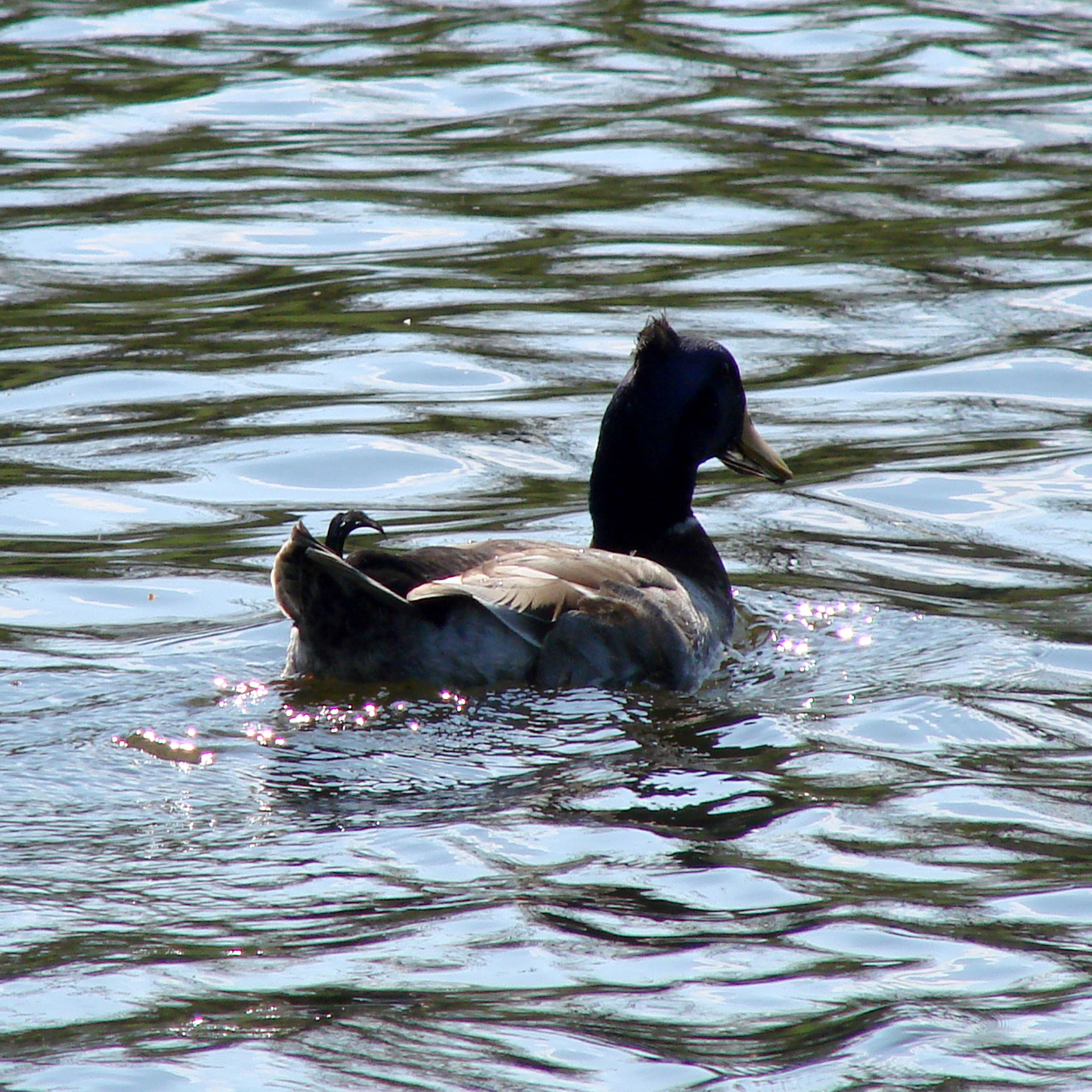 duck swimming water free photo
