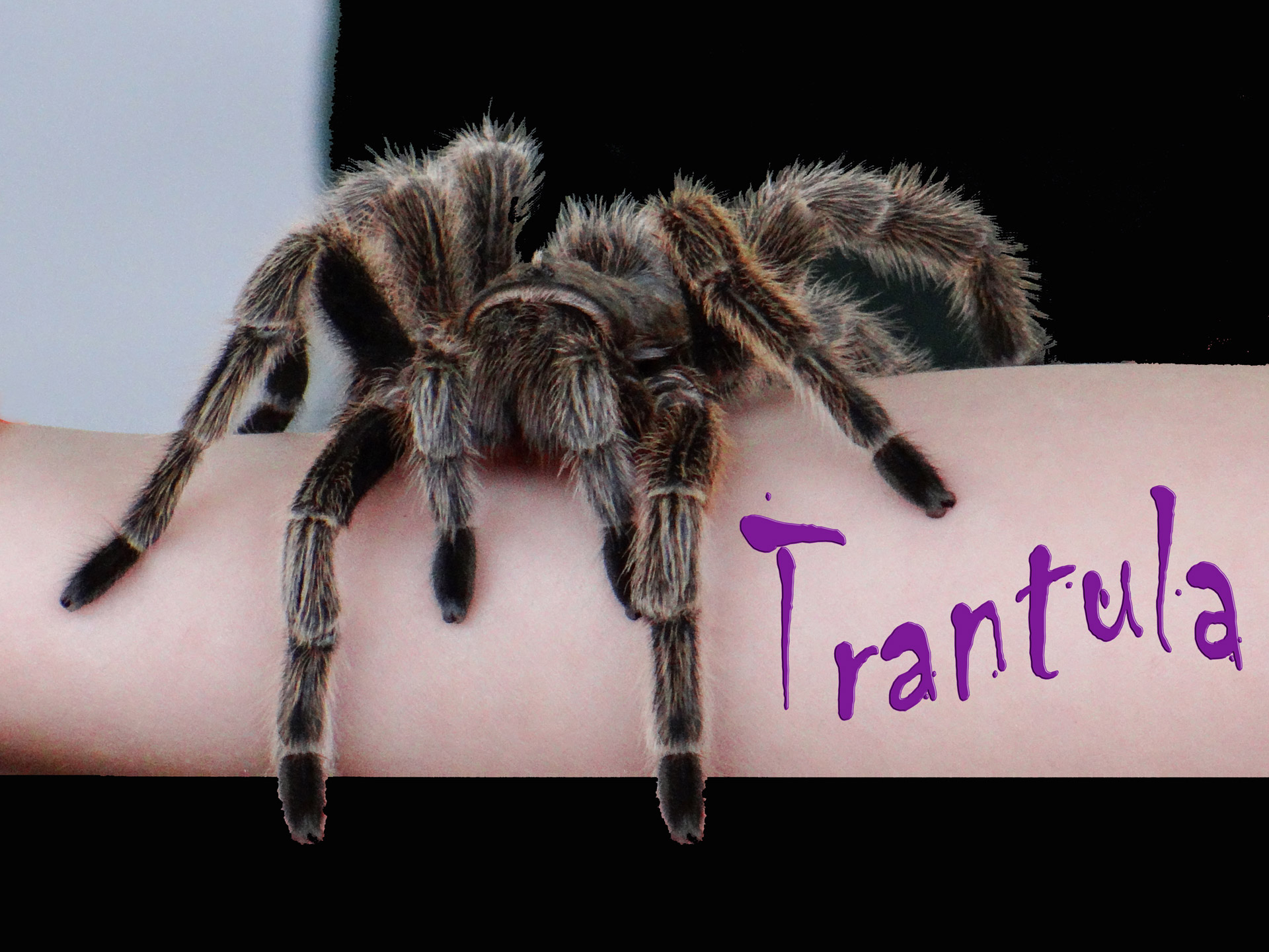 tarantula crawling arm free photo
