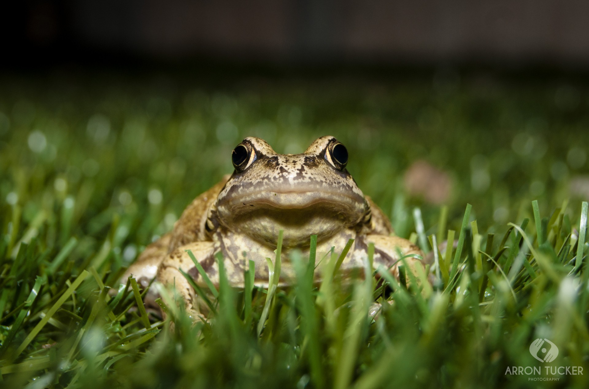 toad green garden free photo