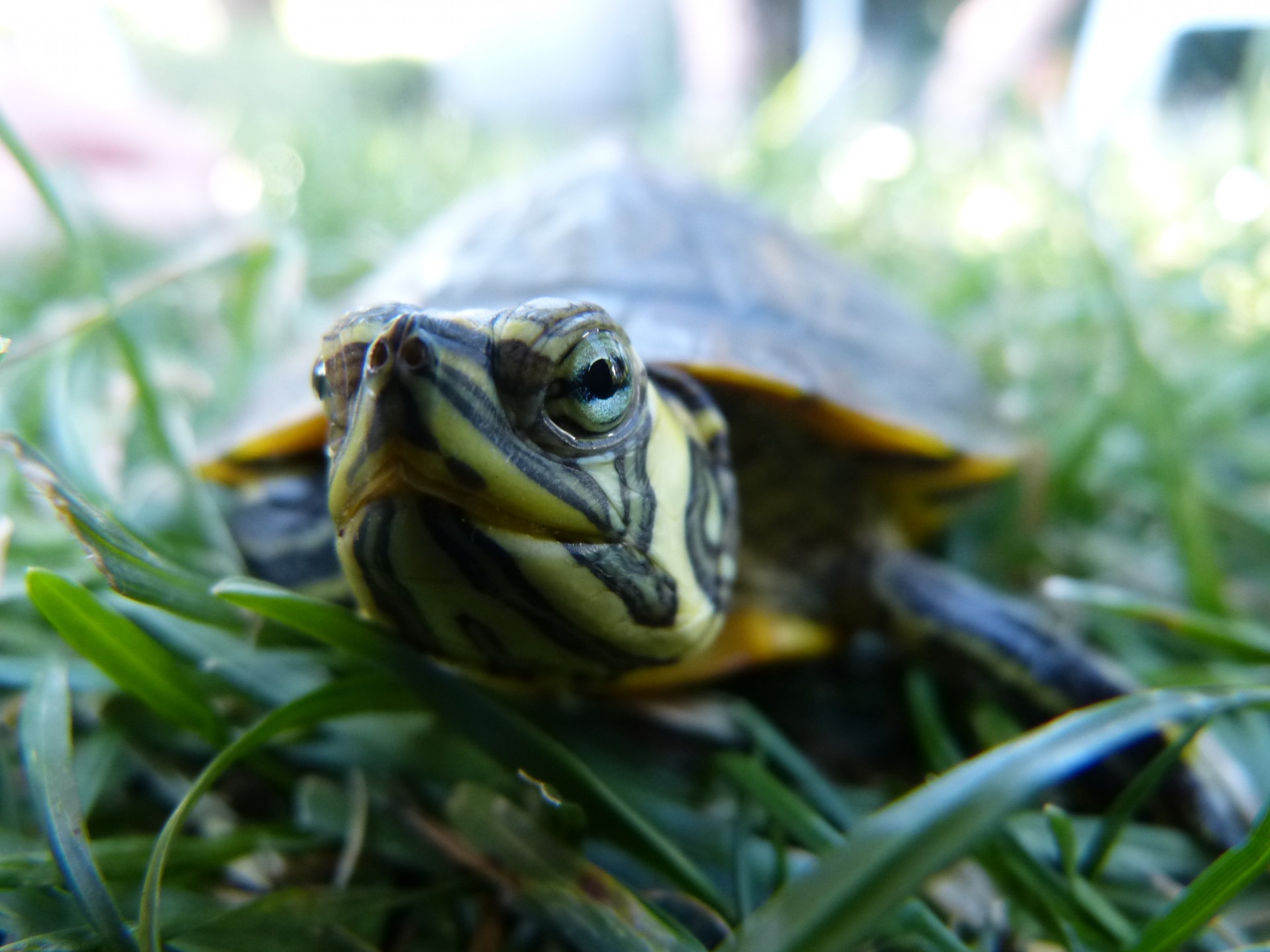 turtle grass garden free photo