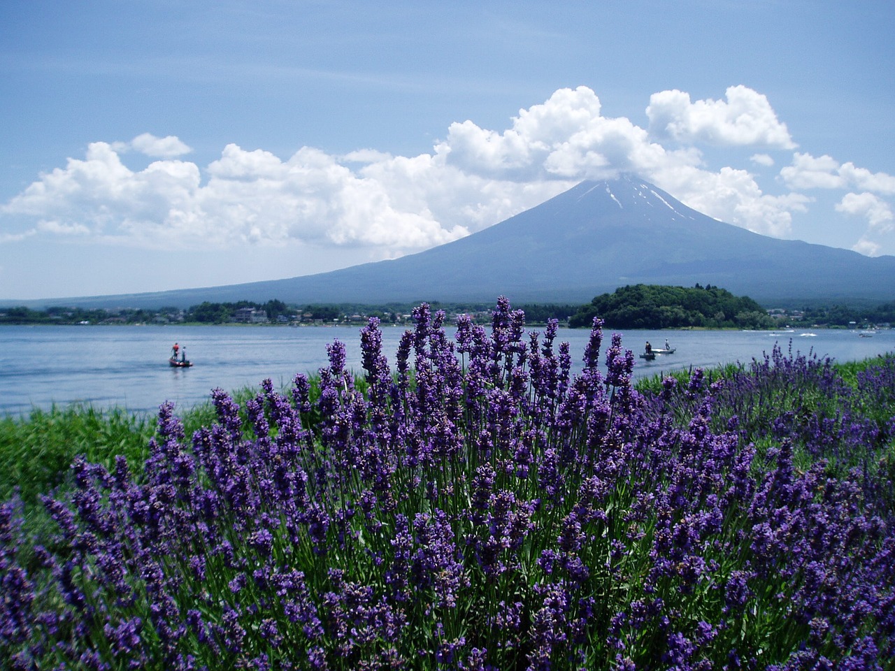 mt fuji lavender lake kawaguchi free photo