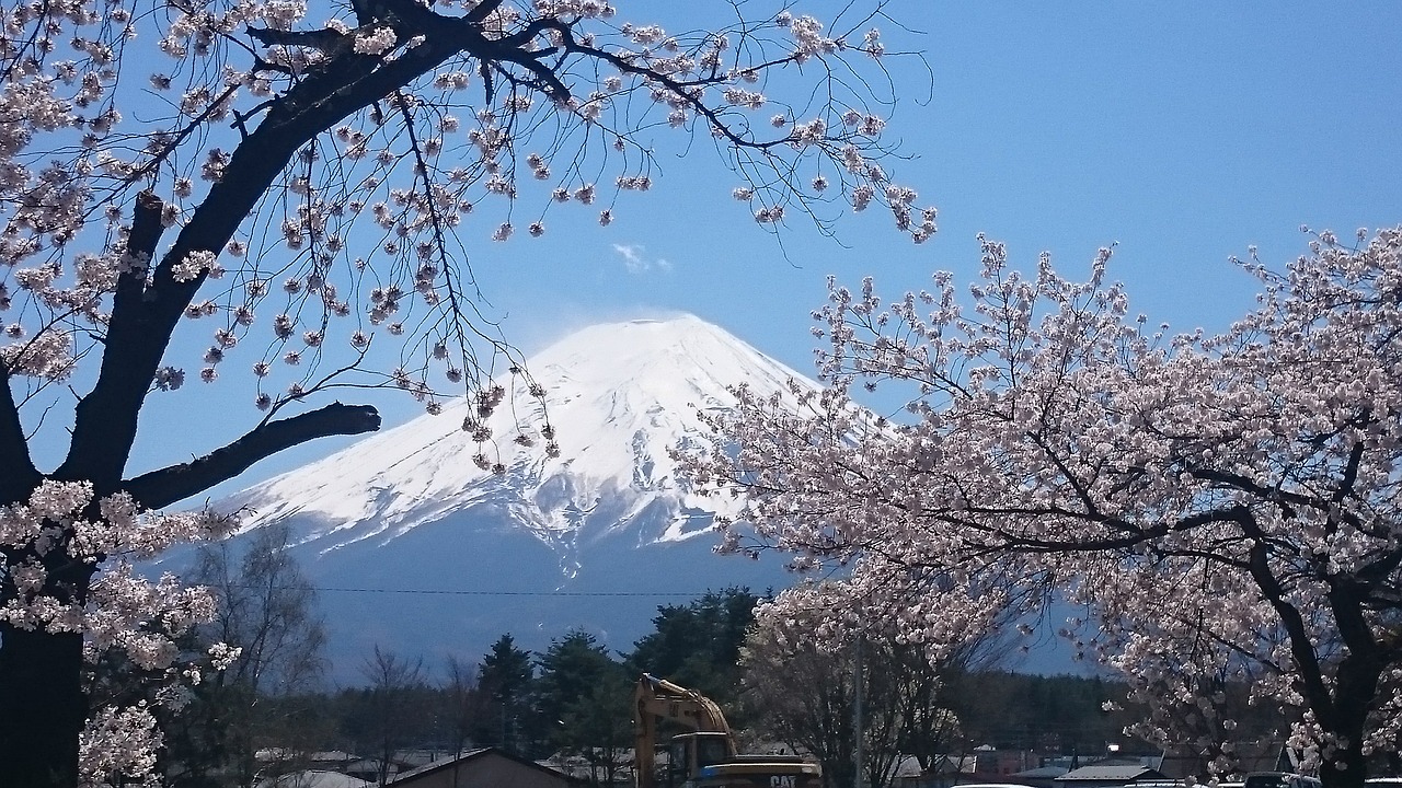 mt fuji cherry cherry blossoms free photo