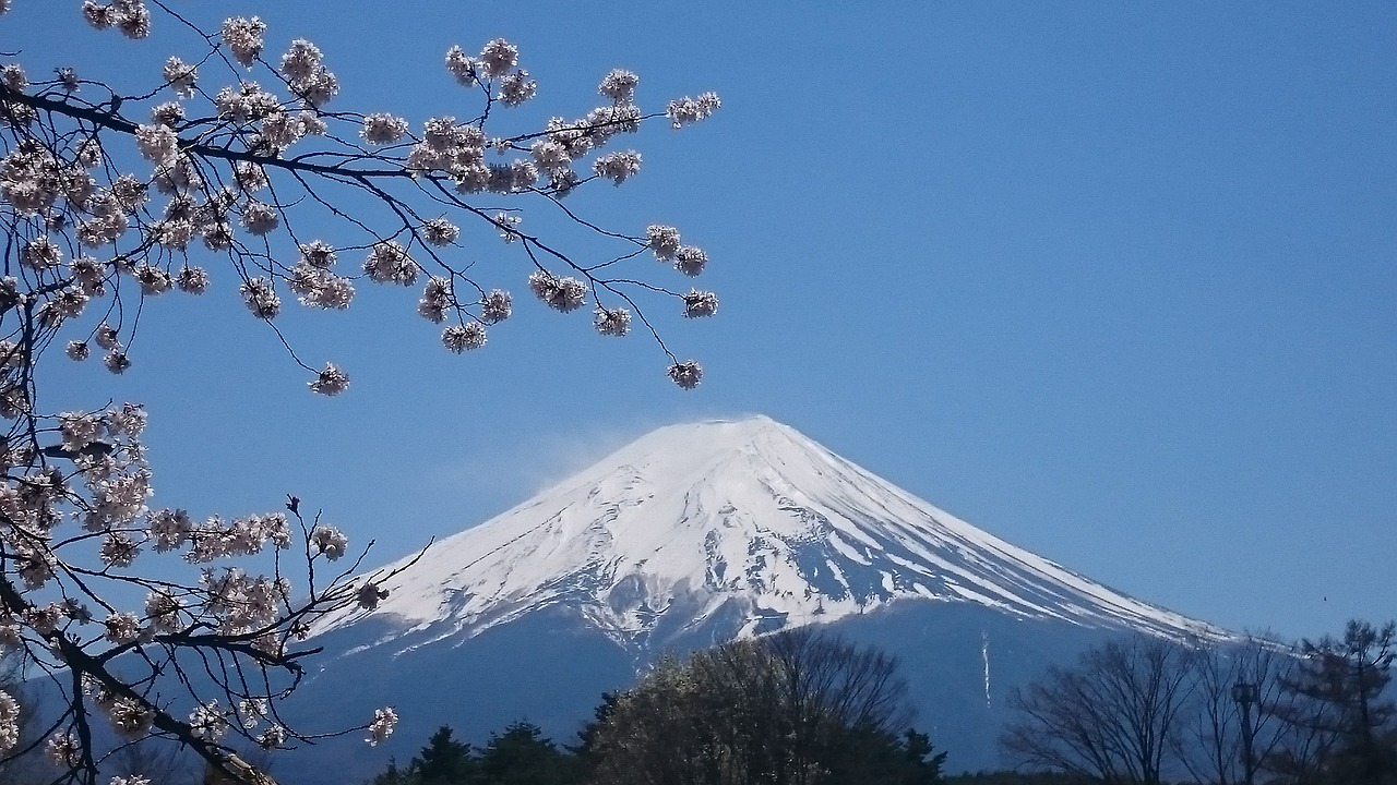 mt fuji spring cherry free photo