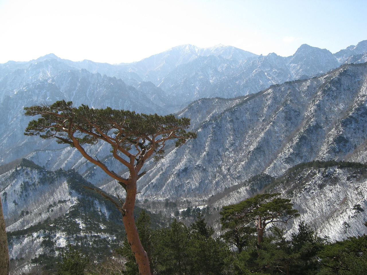 mt seoraksan ulsan rock pine free photo