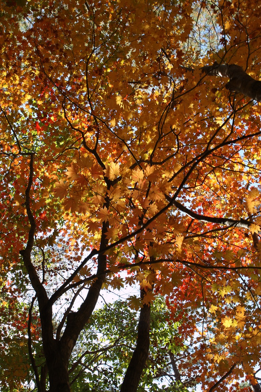 mt seoraksan fall foliage autumn leaves free photo