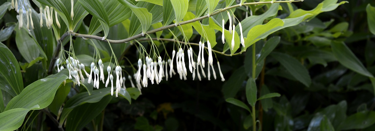 much-blooded weisswurz much-flowered solomon's seal flowers free photo