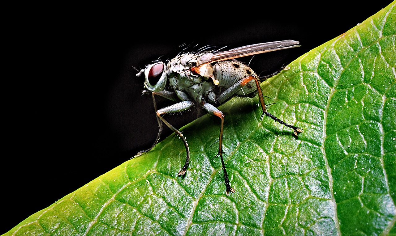 mucha macro closeup free photo