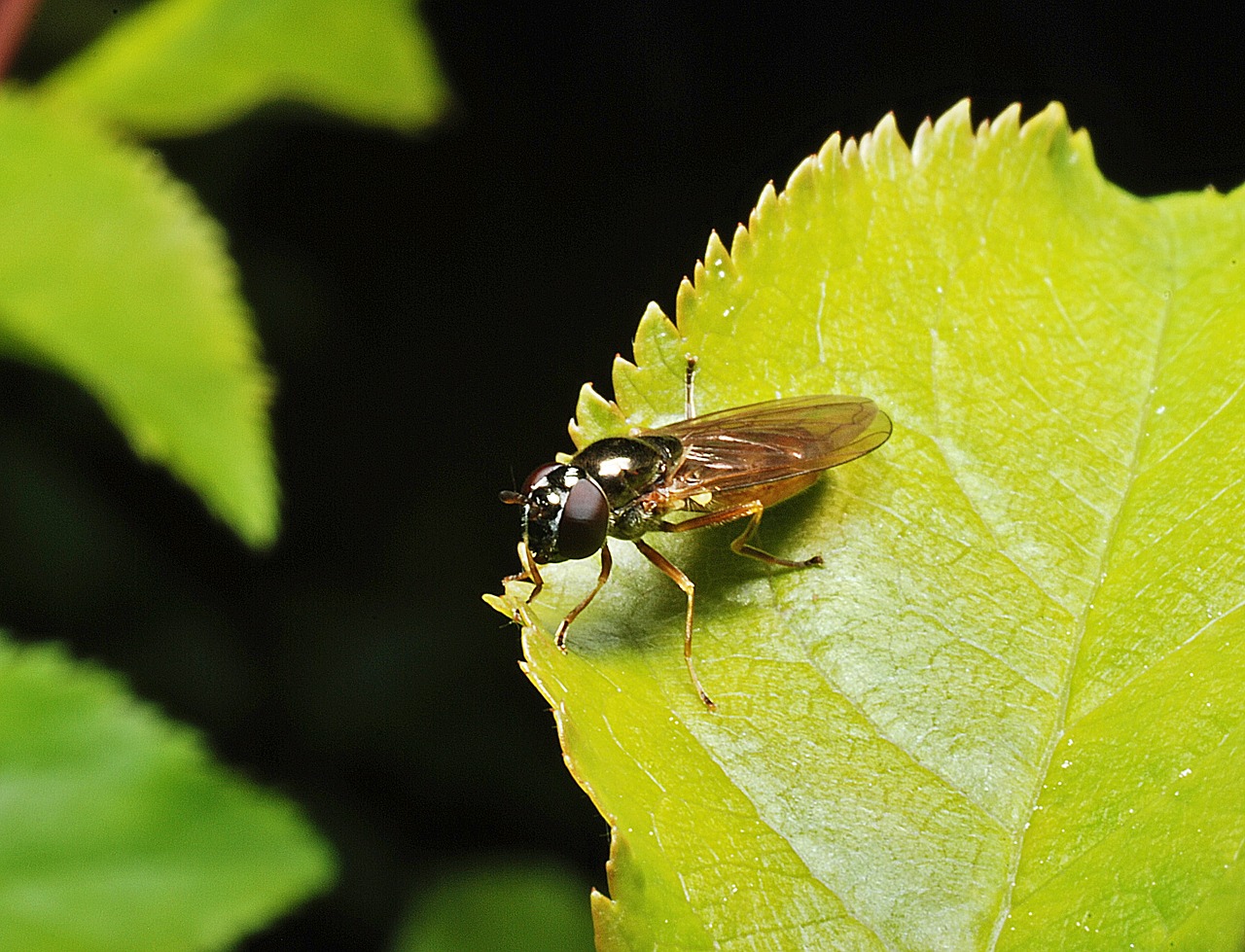 mucha macro insect free photo