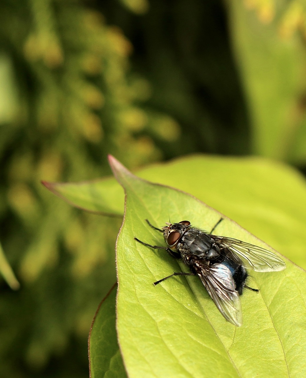 mucha closeup insect free photo