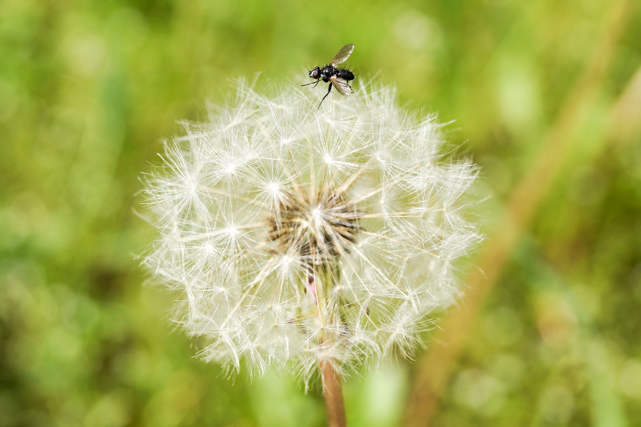 mucha dandelion plant free photo