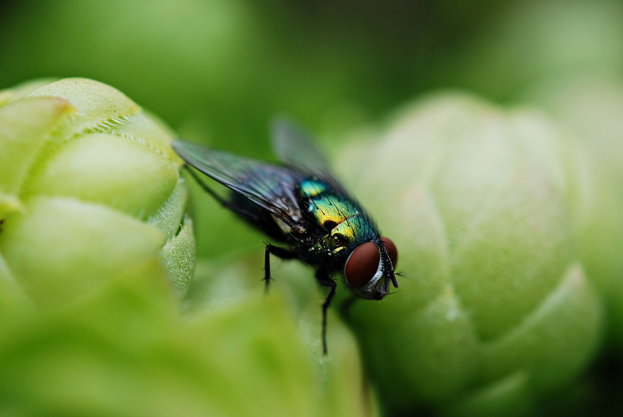 mucha insect macro free photo