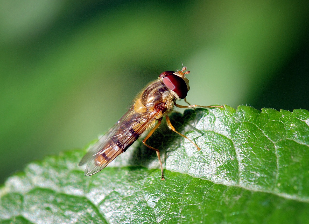 mucha macro closeup free photo