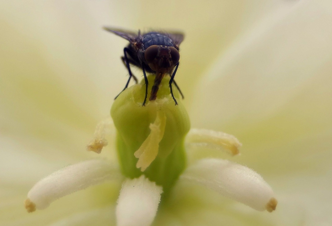 mucha flower nectar free photo