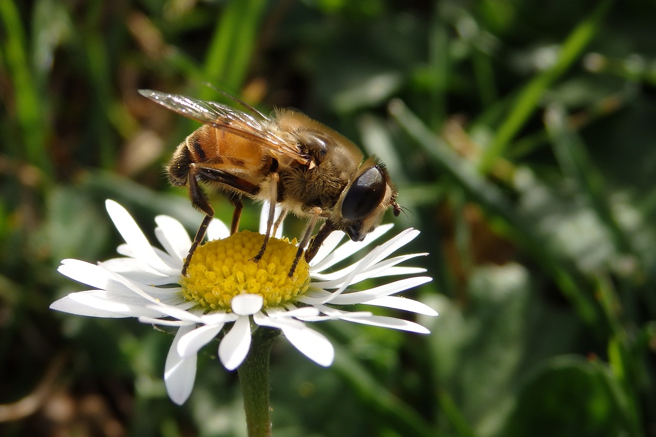 mucha flower insect free photo