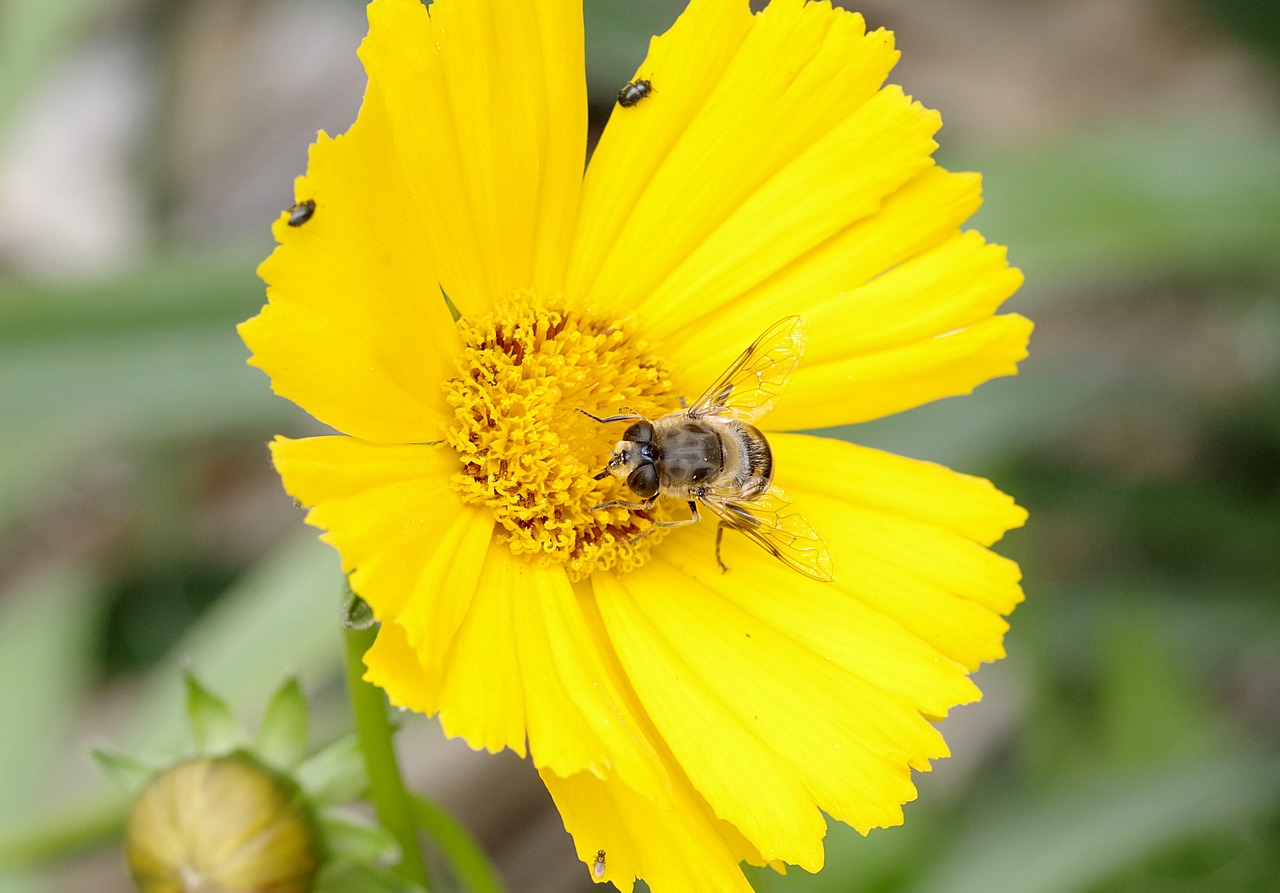 mucha camouflage bee free photo