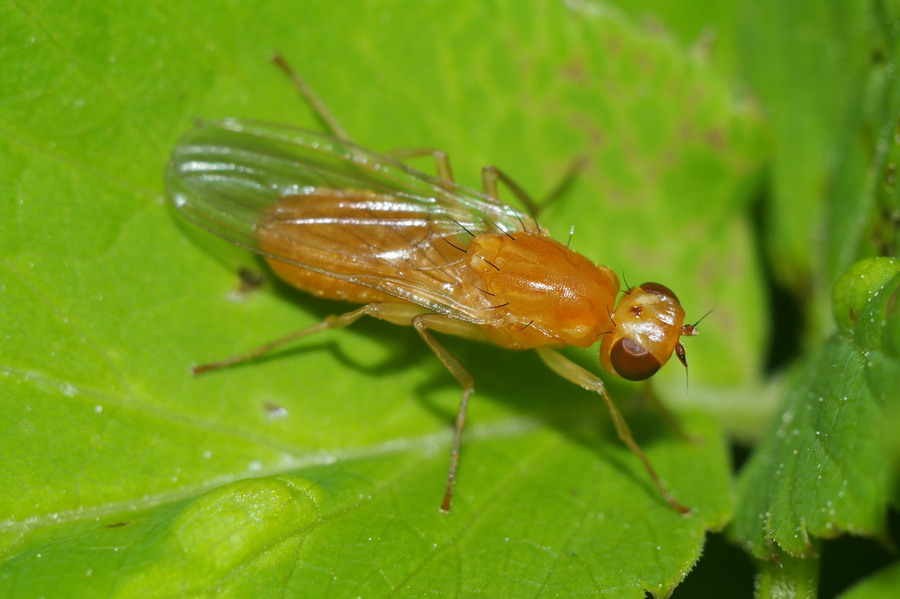 mucha  insect  macro free photo