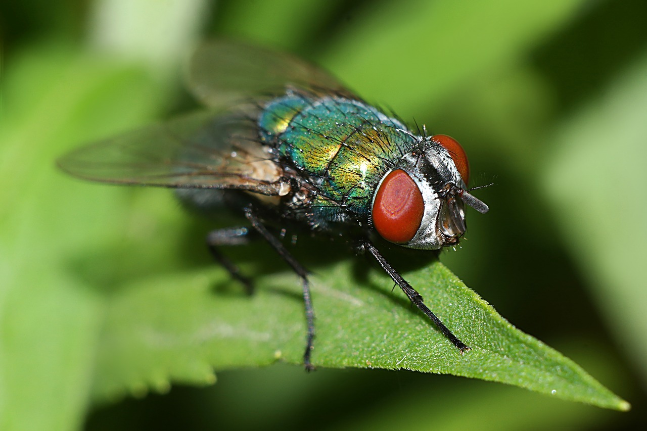 mucha  macro  nature free photo