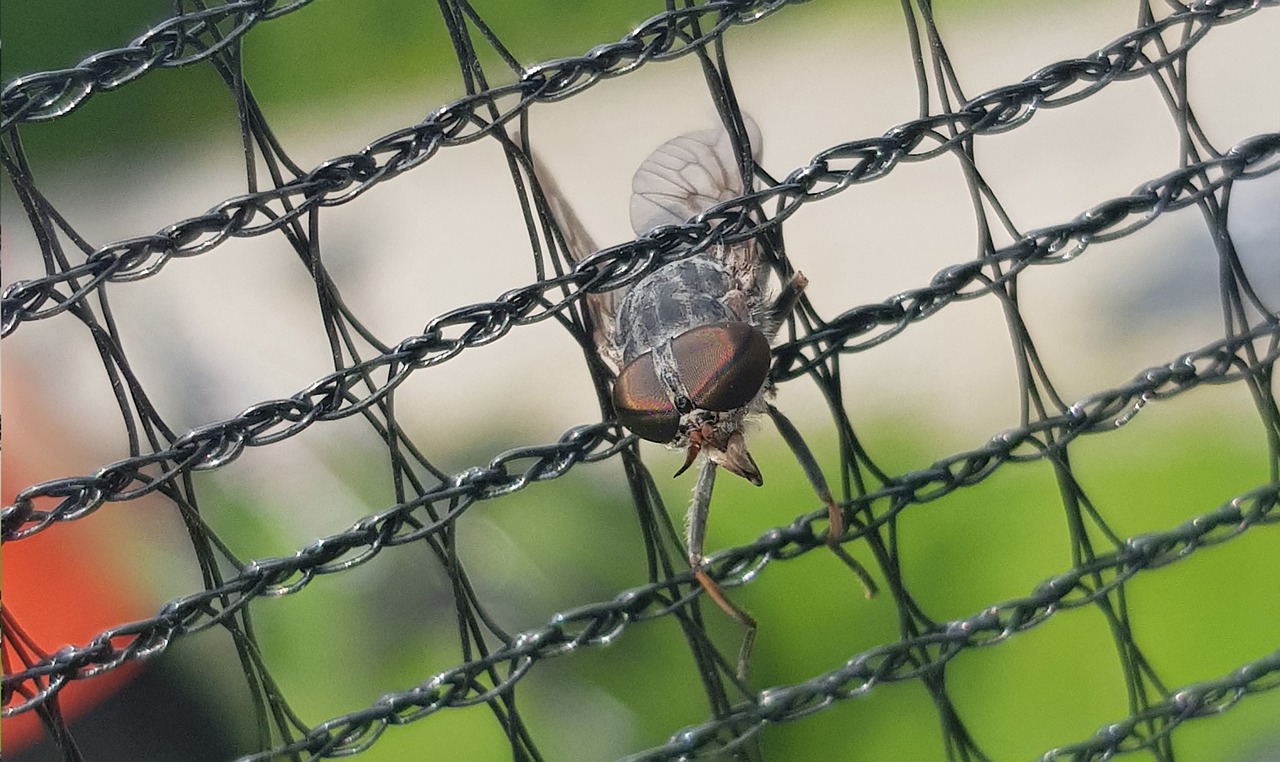 mucha  insect  prison free photo