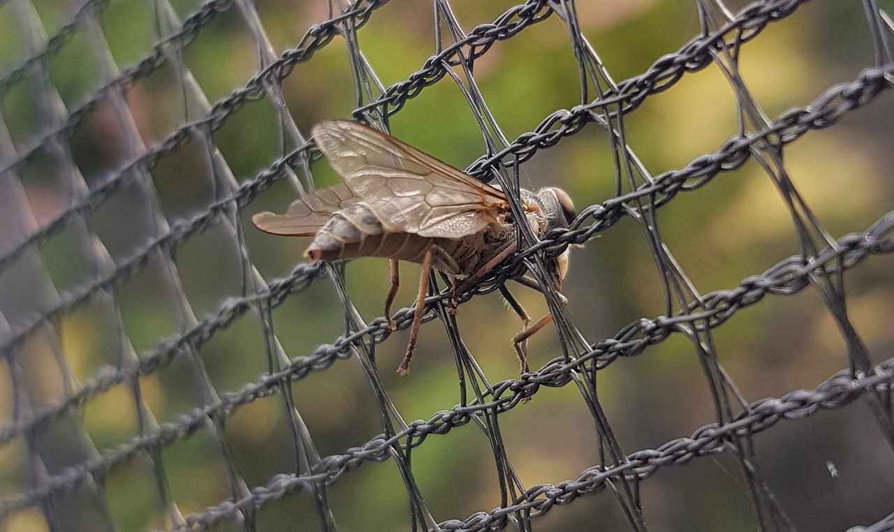 mucha  insect  prison free photo