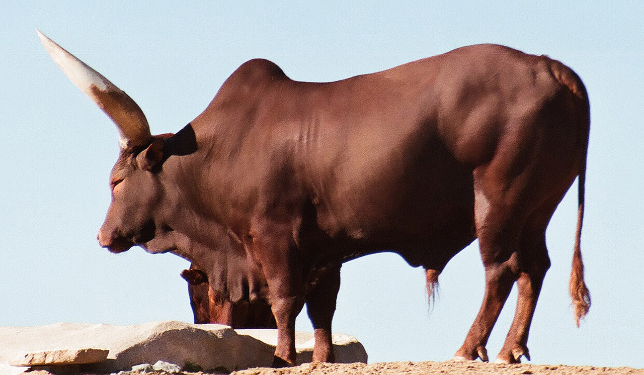 african ankole-watusi watusi free photo