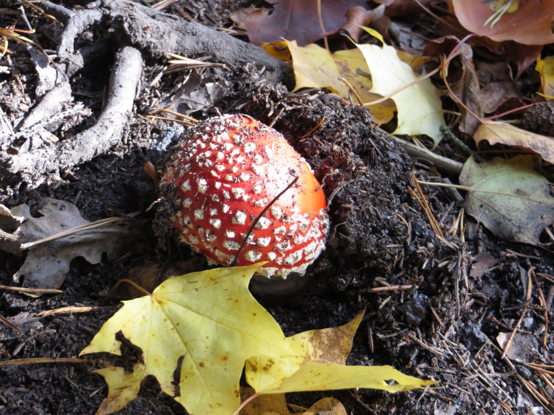 mushroom toadstool amanita muscaria free photo