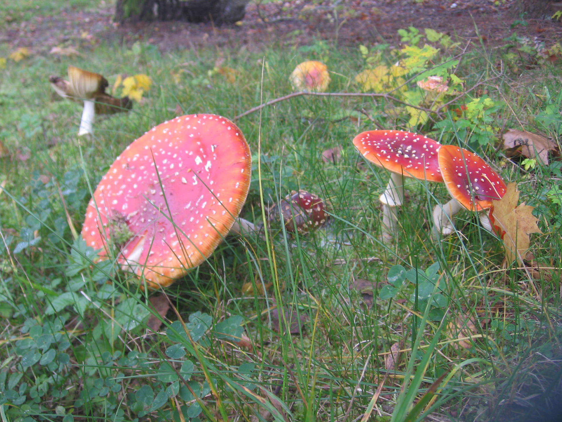 mushrooms toadstools autumn free photo