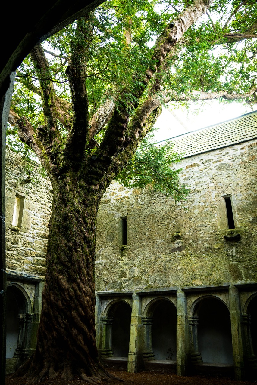 muckross abbey muckross tree free photo