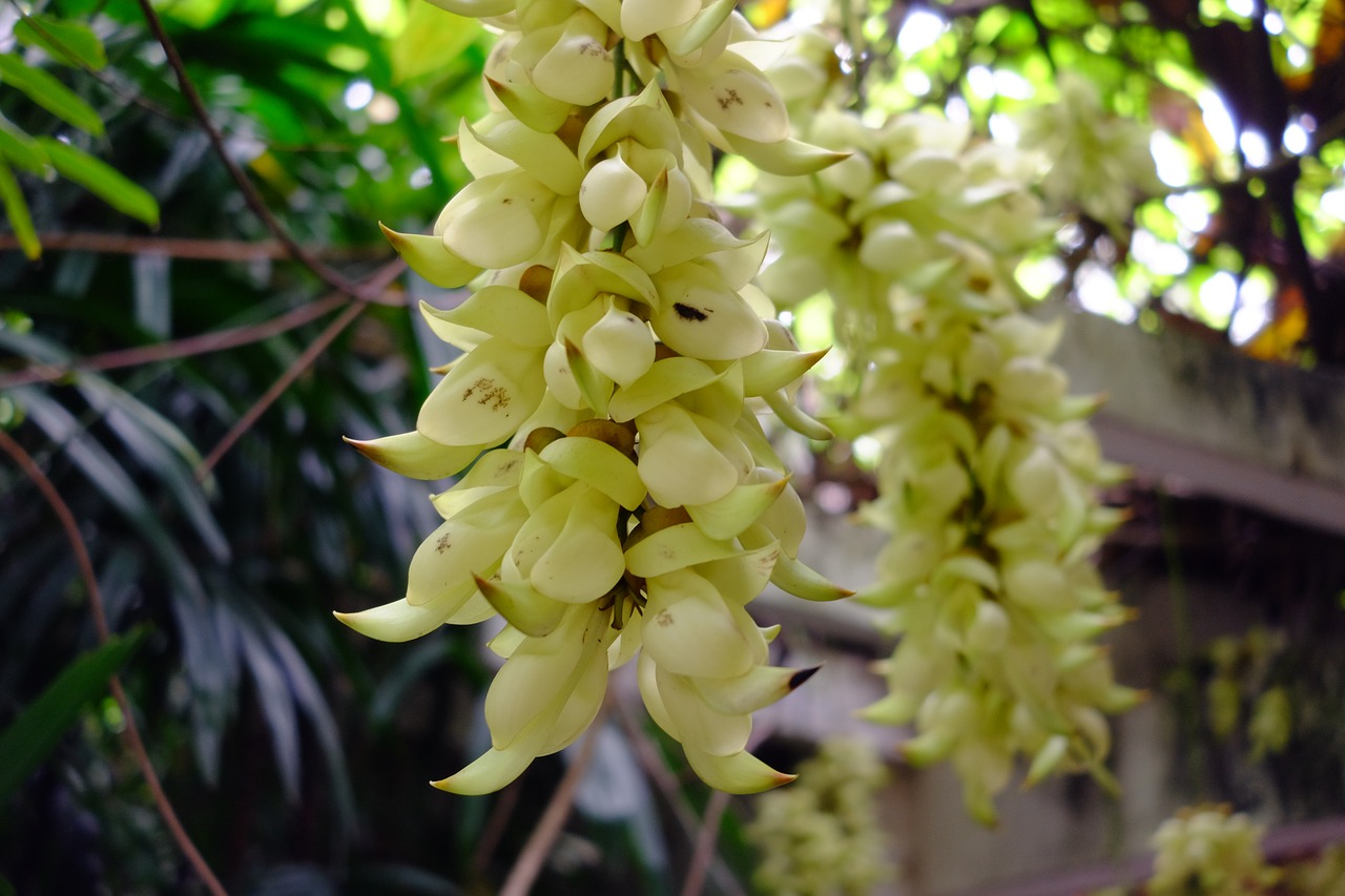 mucuna sparrow flower mucuna vines free photo