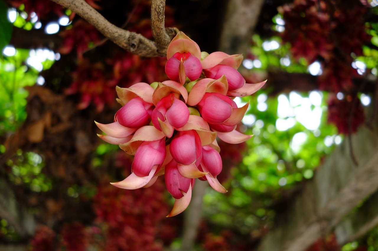 mucuna sparrow flower mucuna vines free photo