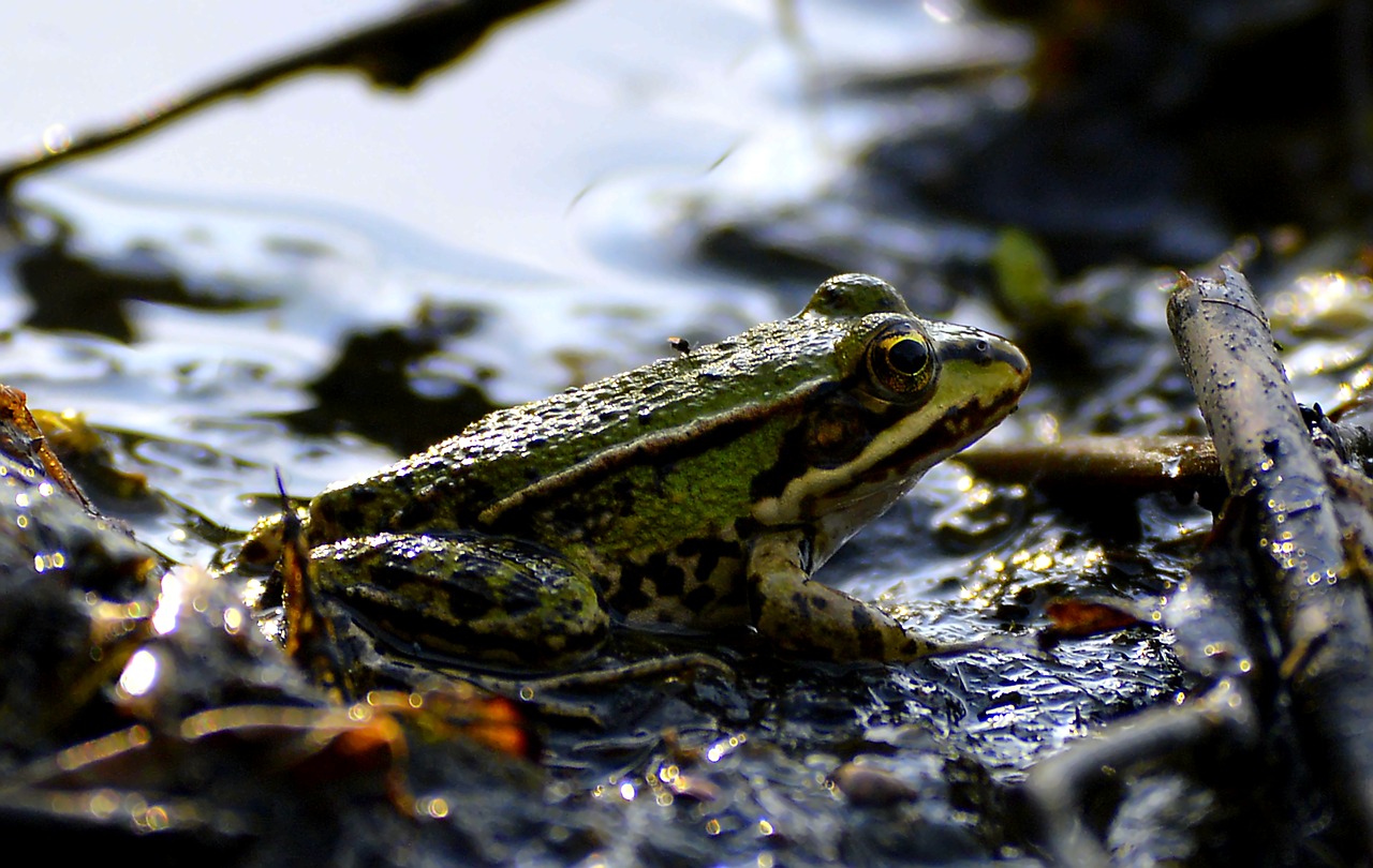 mud pools frog free photo