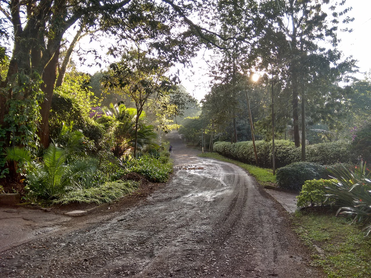 mud path trees free photo