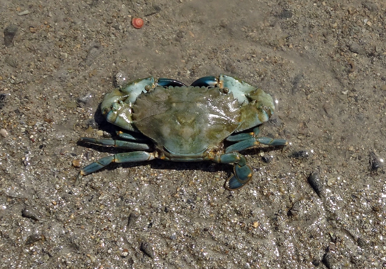 mud crab crab scylla serrata free photo