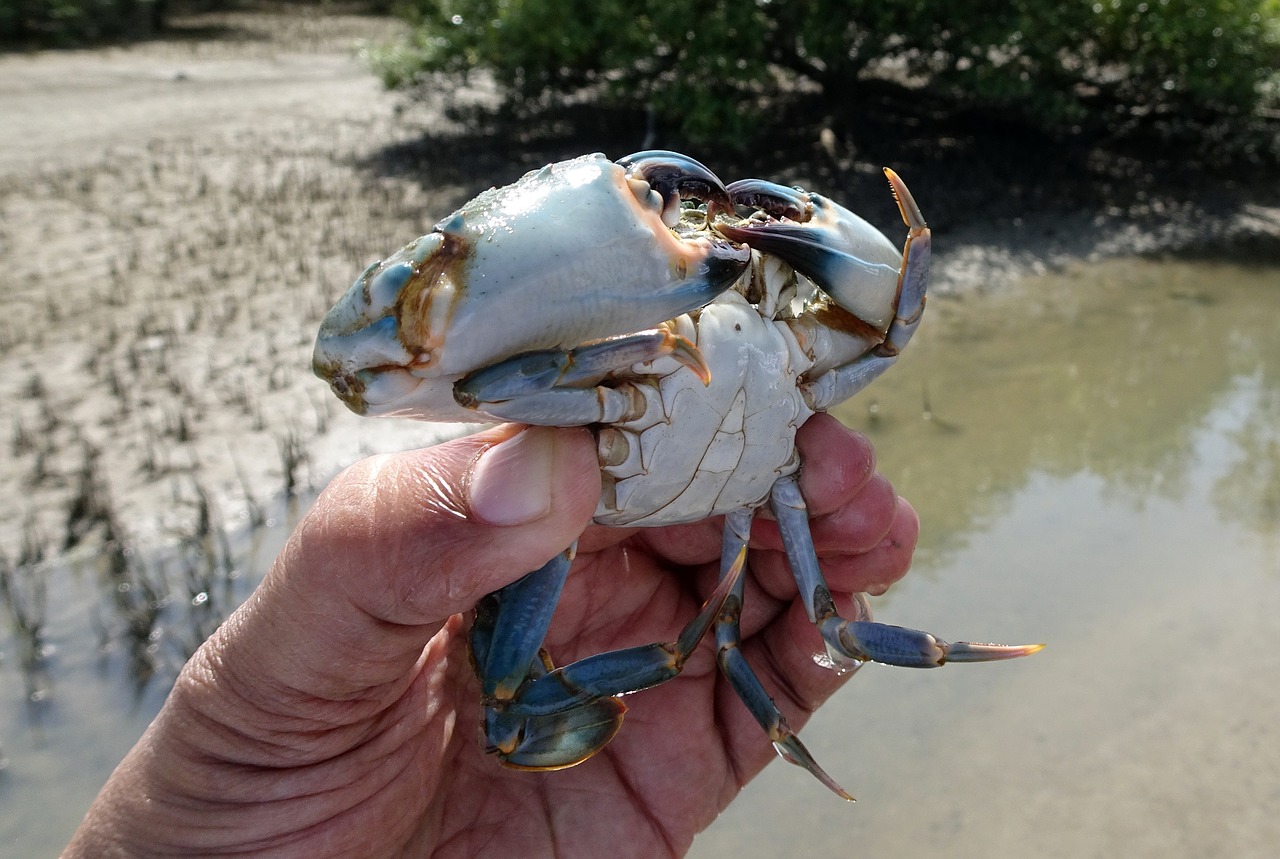 mud crab crab underside free photo