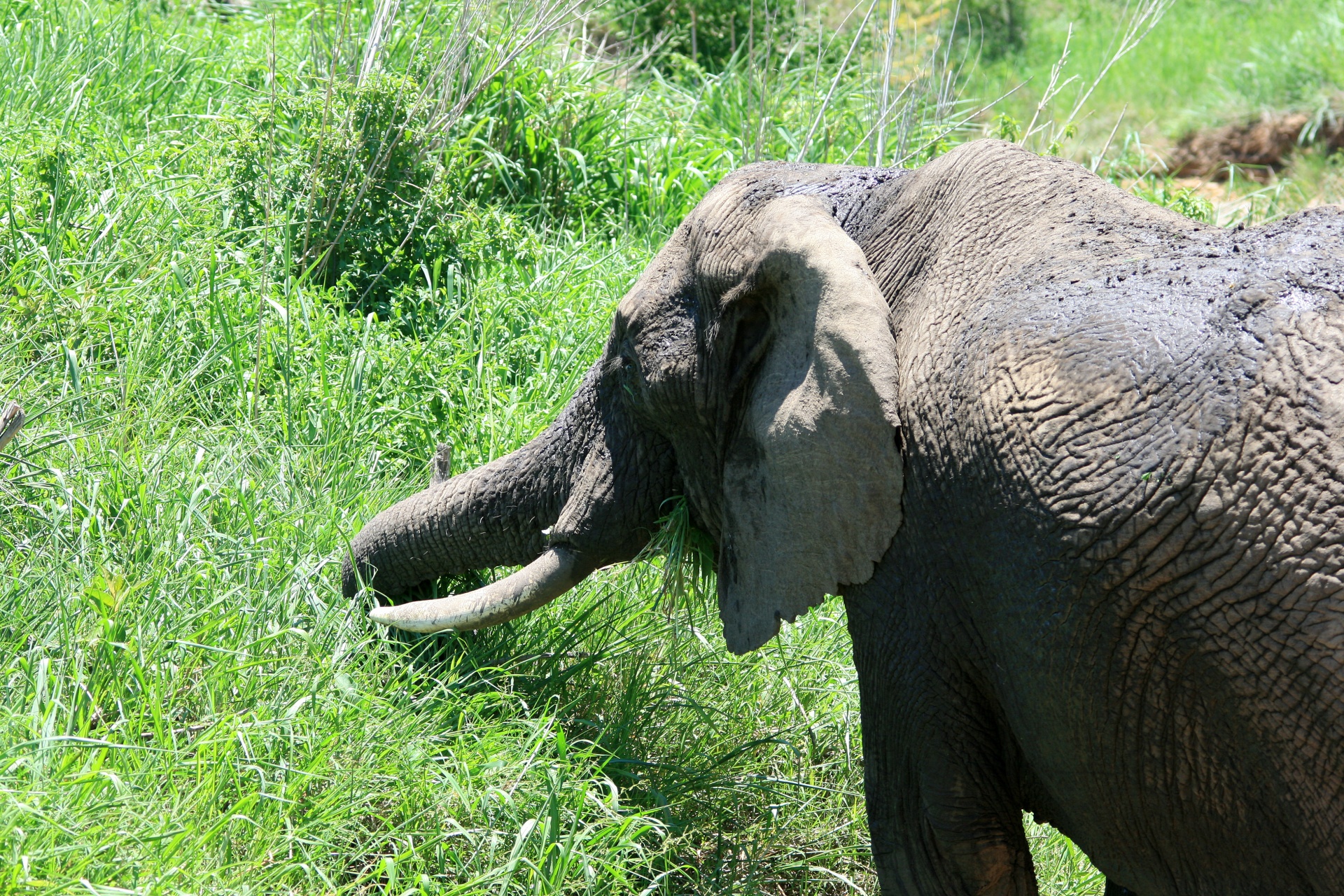 animal elephant african free photo
