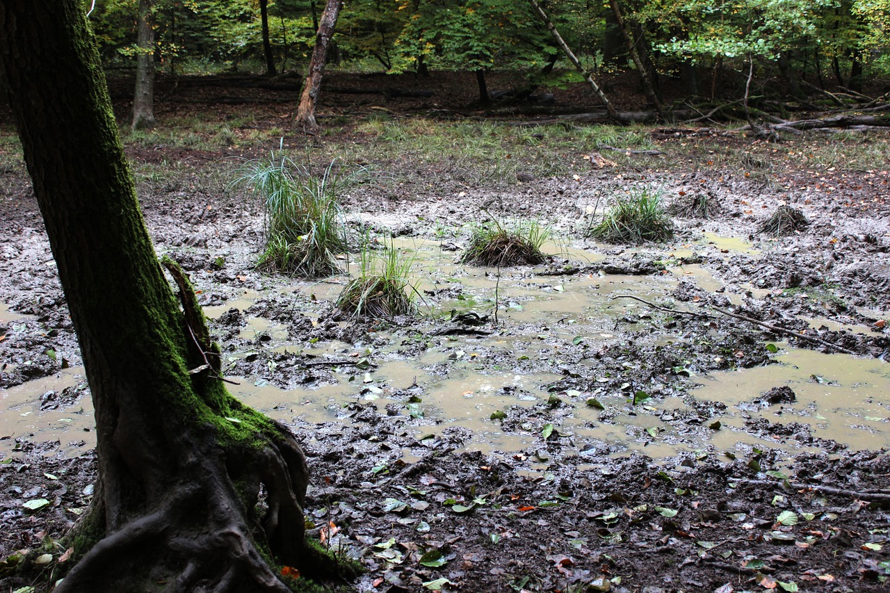 mud pit forest pools free photo