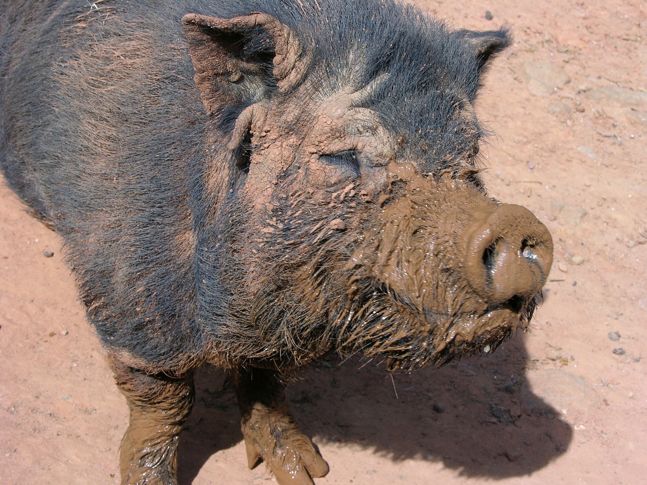 muddy pig farm free photo